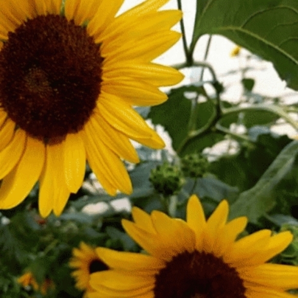 Meet your Posher, Rhon - Picture 1 of 1